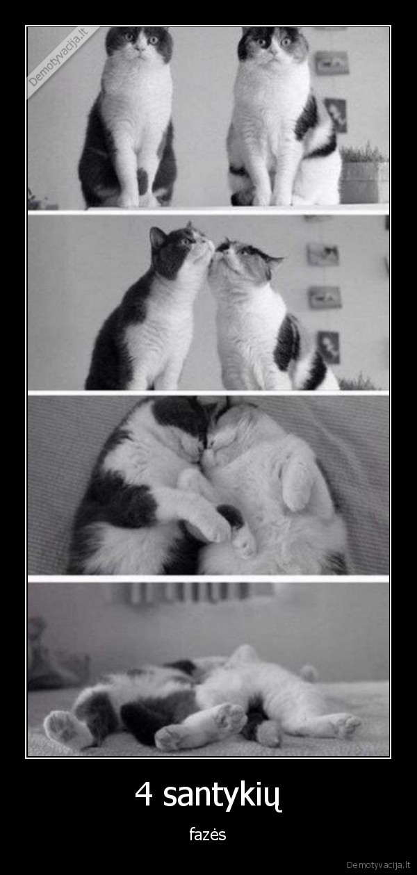 juokingi, kaciukai,mieli, kaciukai,kaciukai, miega