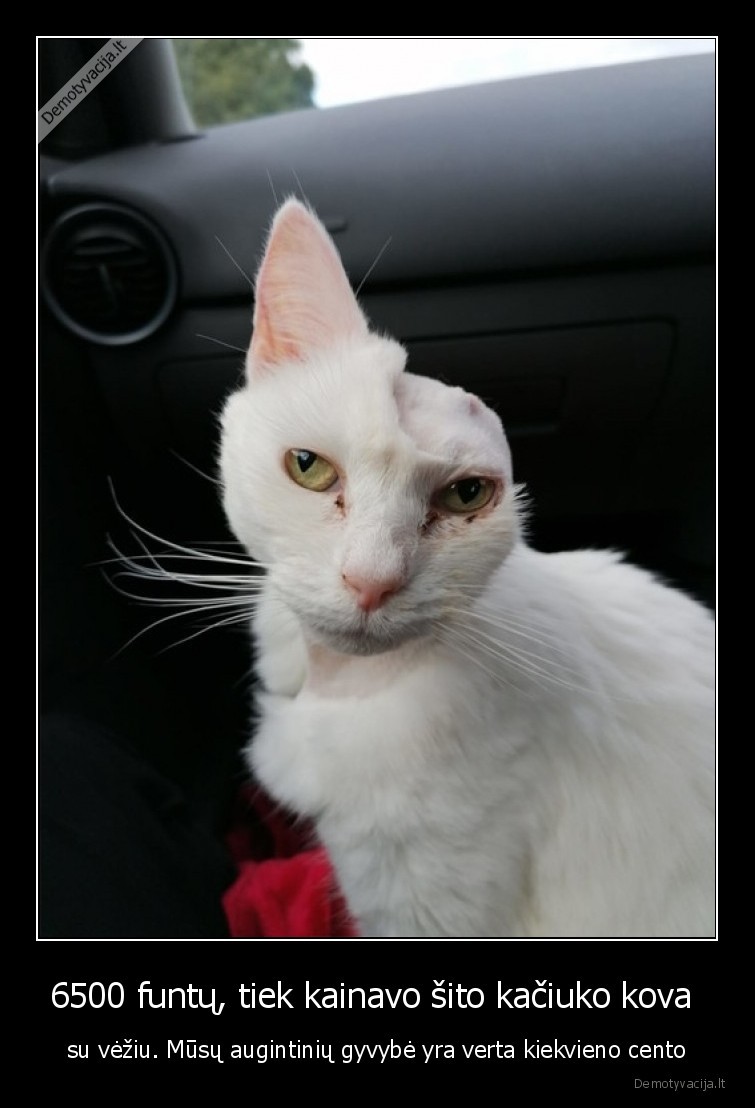 katinas,kova,vezys,operacija