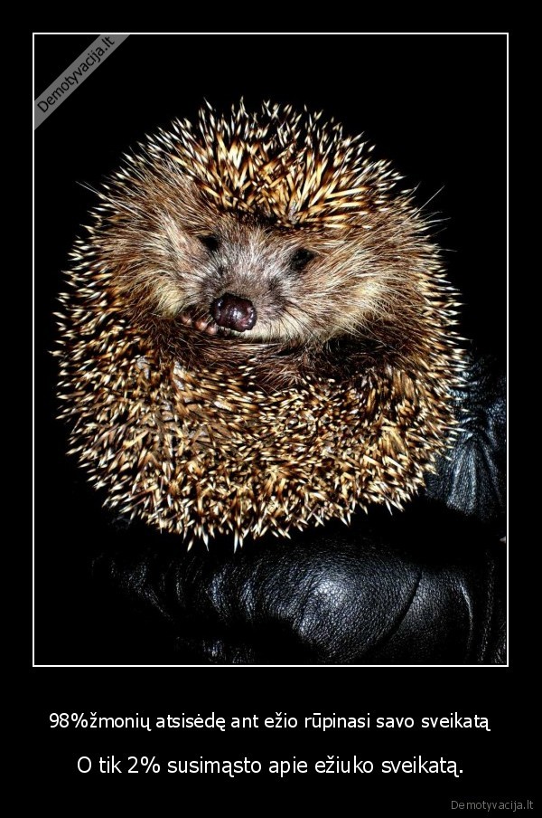 98%žmonių atsisėdę ant ežio rūpinasi savo sveikatą