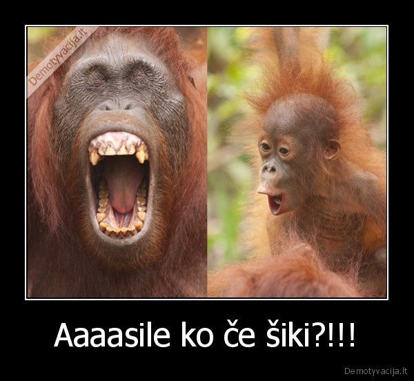 Aaaasile ko če šiki?!!!