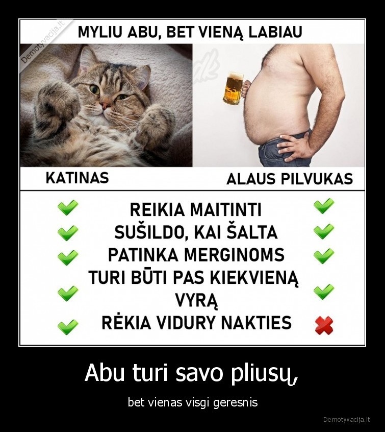 katinas,alaus, pilvas,pilvas,kate