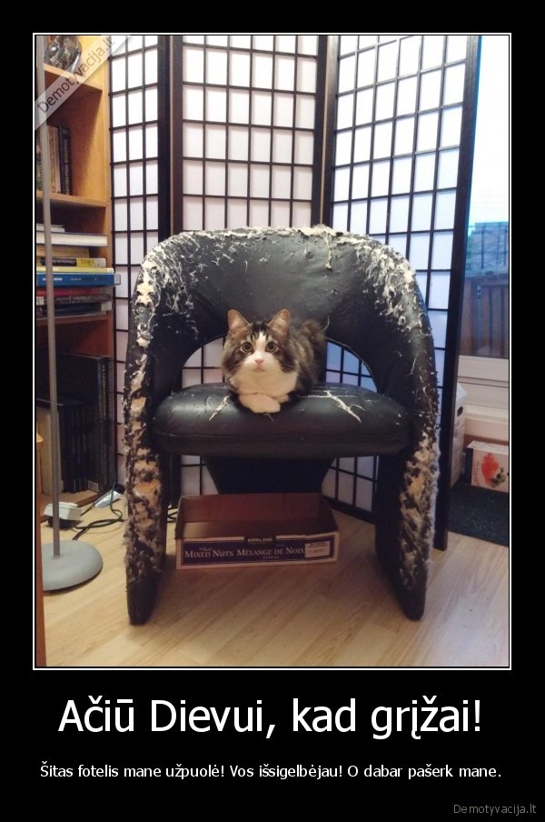 katinas,sudraskytas, fotelis