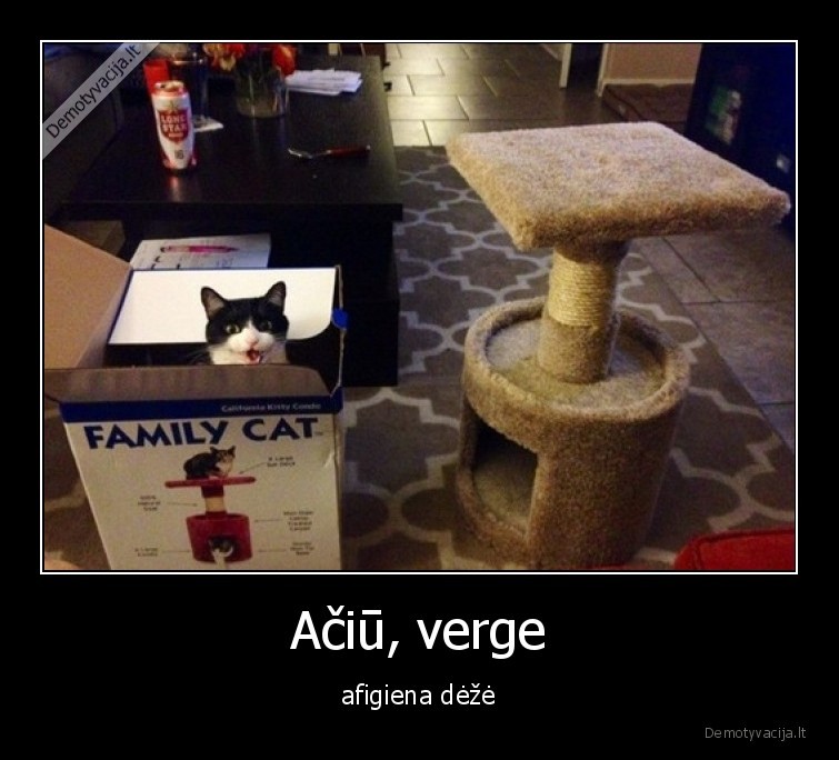 vergas,katinas,zmogus,deze,logika