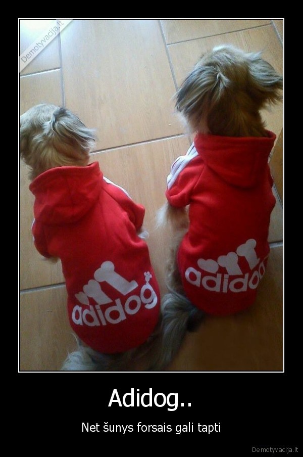 forsai,suo,demotyvacija,rimtas,kentas,suo,yra