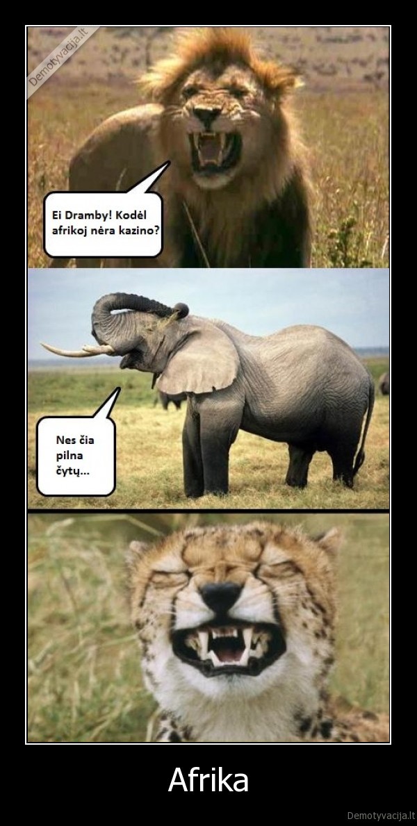 fun,funny,cheetah,prikolas,sex,afrika,drambly,dramblys,cytai,kazino