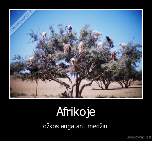 Afrikoje