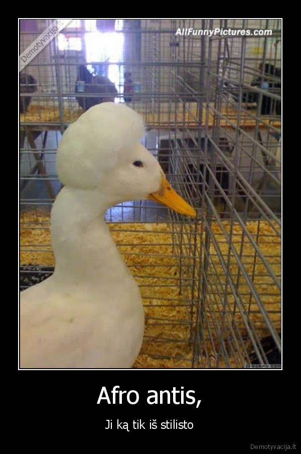 antis,stilistas,afro