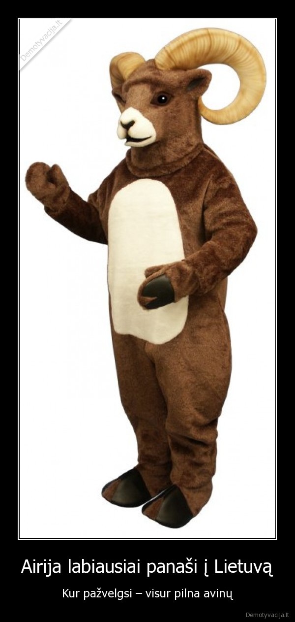 lietuva,airija,avinai