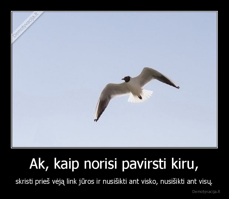 kiras,baltasis,skrenda,vejas