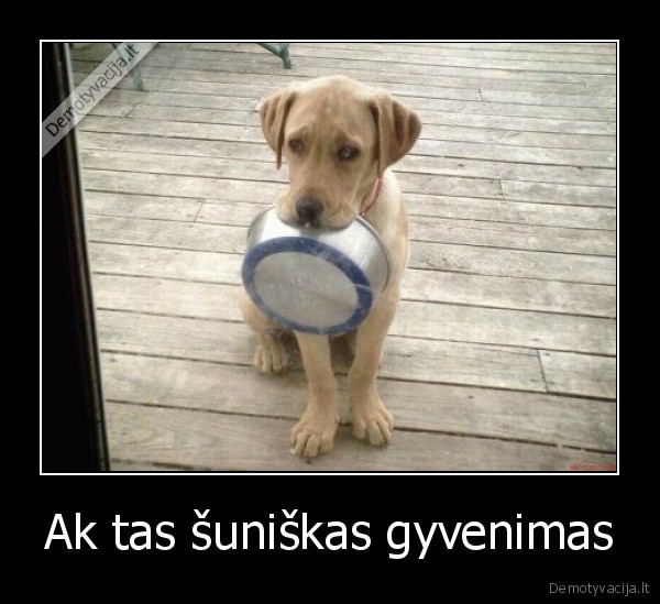 suo,gyvenimas,maistas