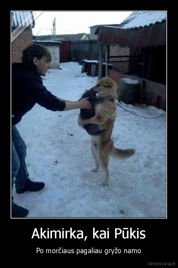 katinas, pukis,kate, ir, suo,morcius