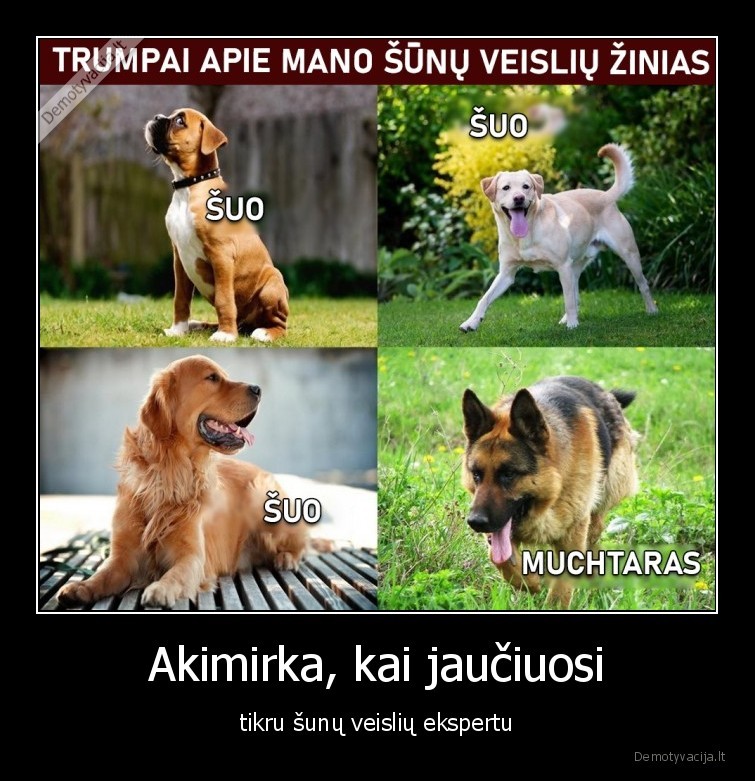 sunys,suo,veisles,muchtaras