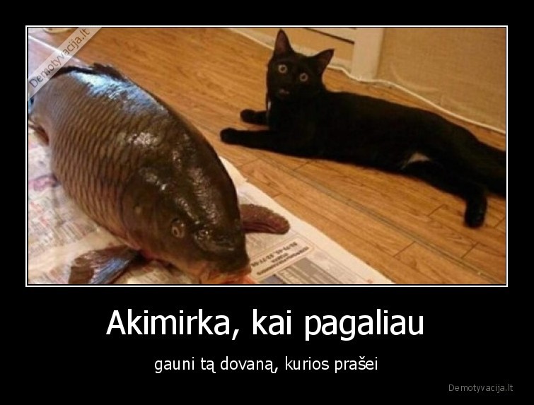 katinas,zuvis,dovana