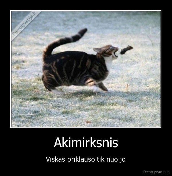 akimirka,katinas,pele,priklausyti,nom, nom, nom