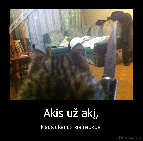 katinas,maitinti,peilis