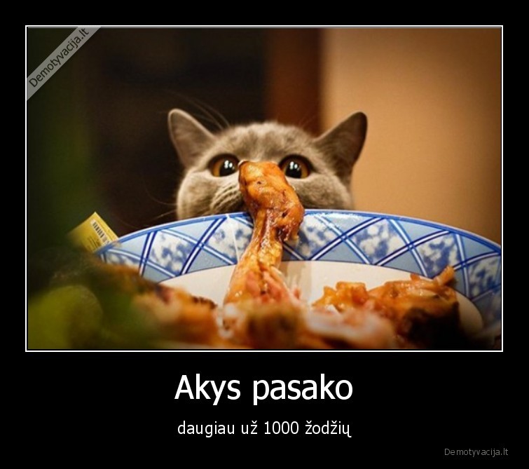 akys,katinas,maistas