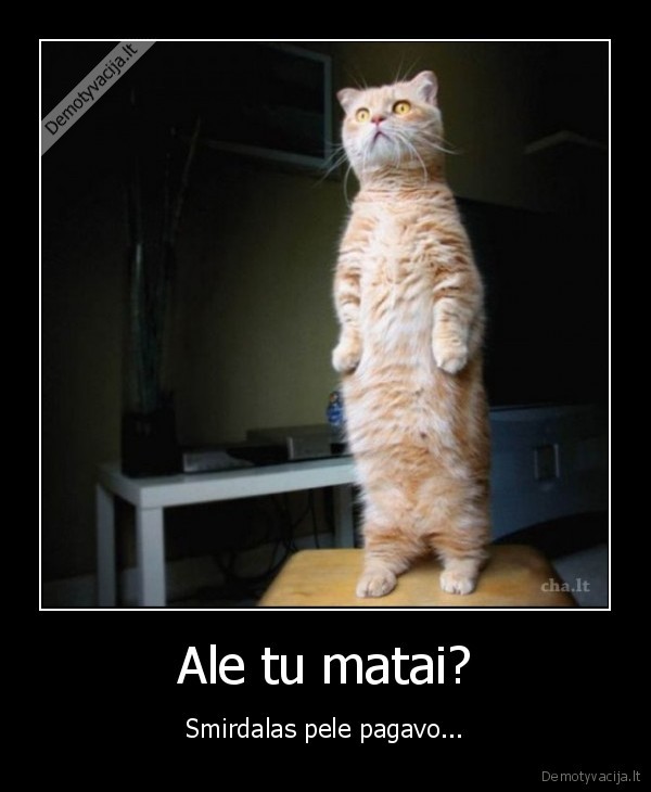 Ale tu matai?