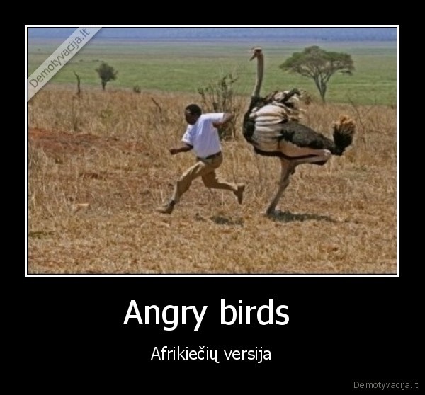 Angry birds 