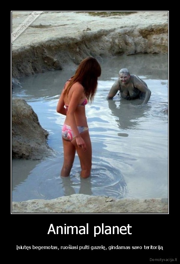 animal, planet,begemotas,gazele,teritorija