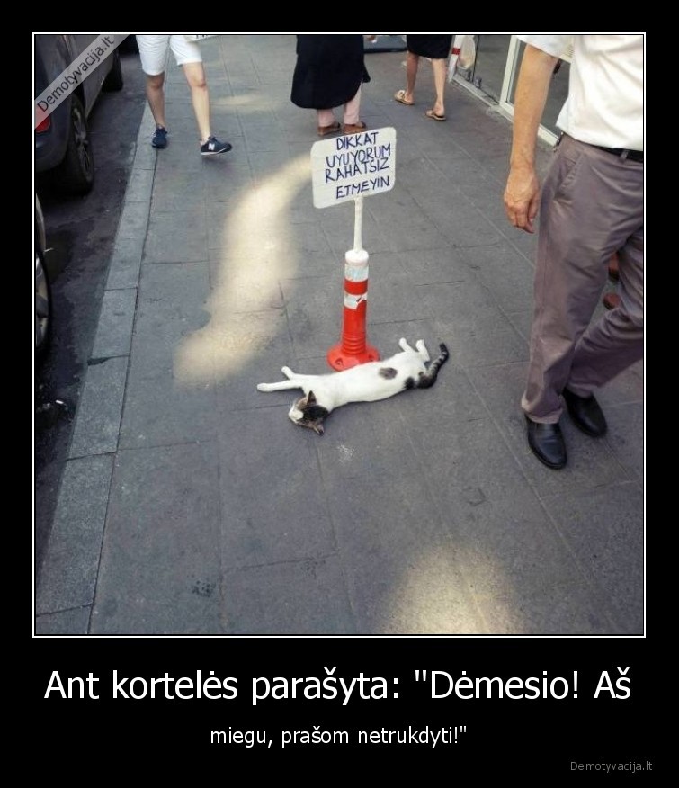 katinai,miegas,kortele,zenklas,uzrasas