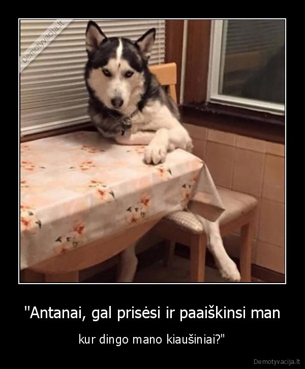 haskis,suo,kastruotas