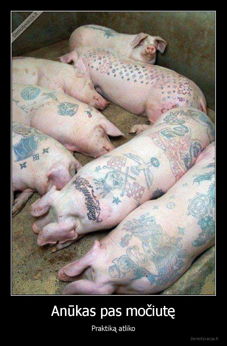 tatuiruotes, ant, kiauliu