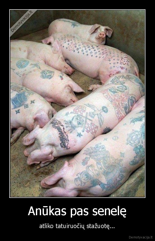 stazuote,tatuiruotes,kiaules