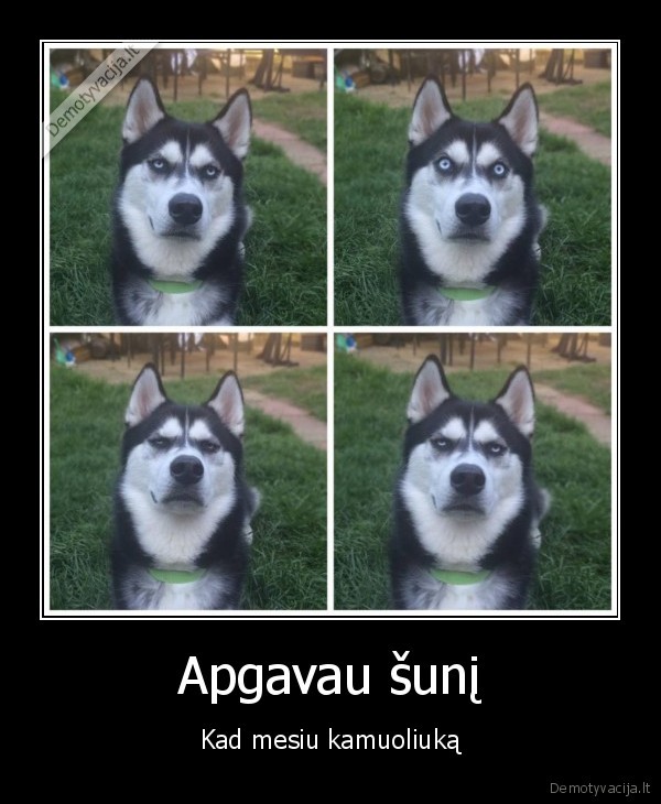 piktas, suo,piktas, haskis