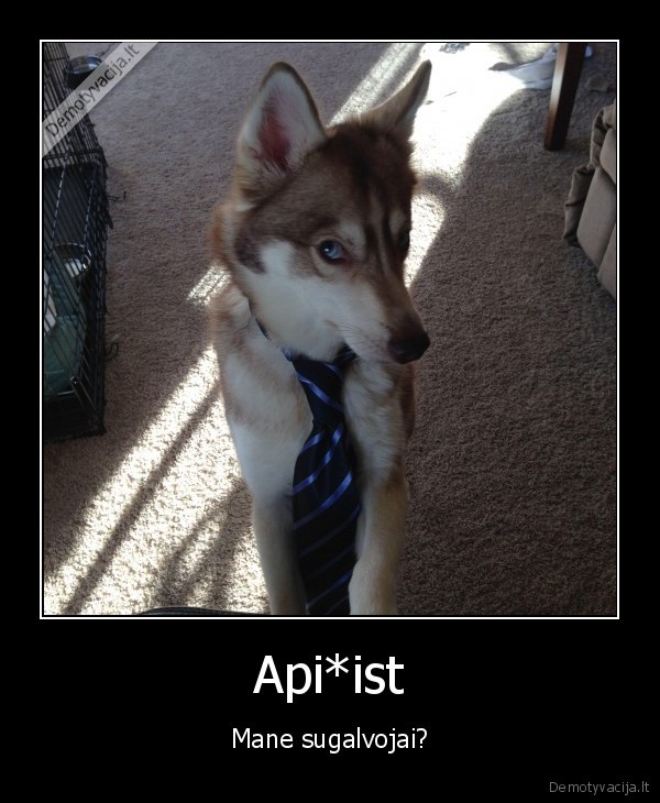 itarimas,suns, zvilgsnis