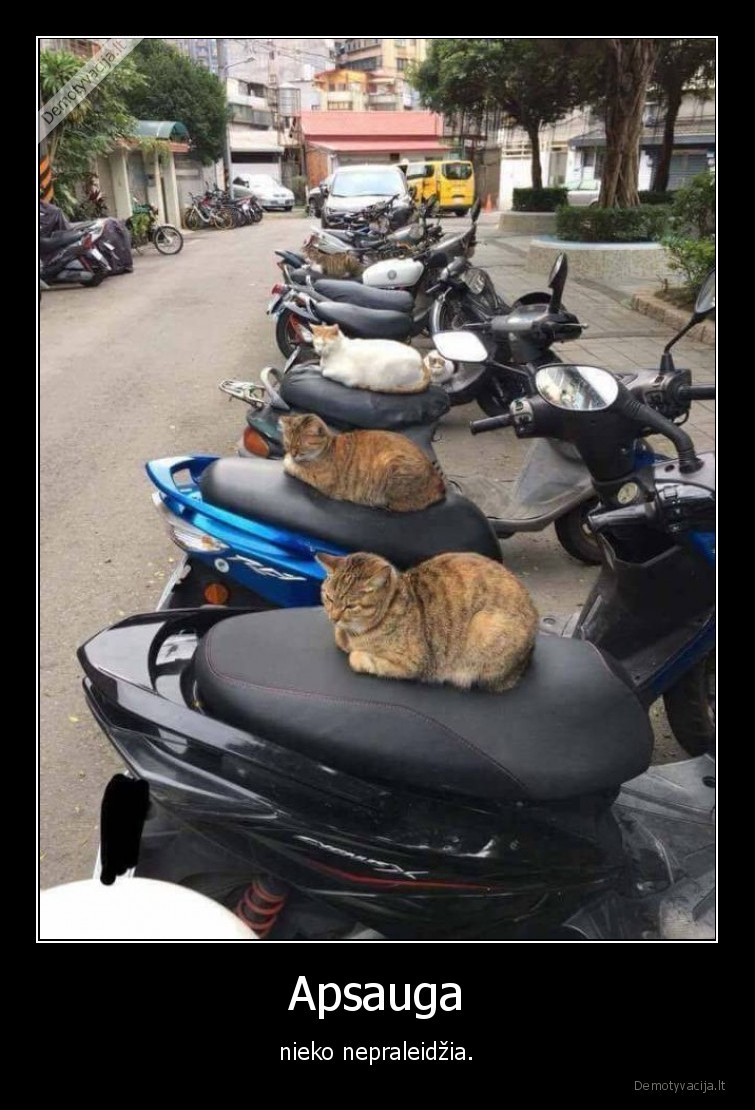 apsauga,kate,katinas