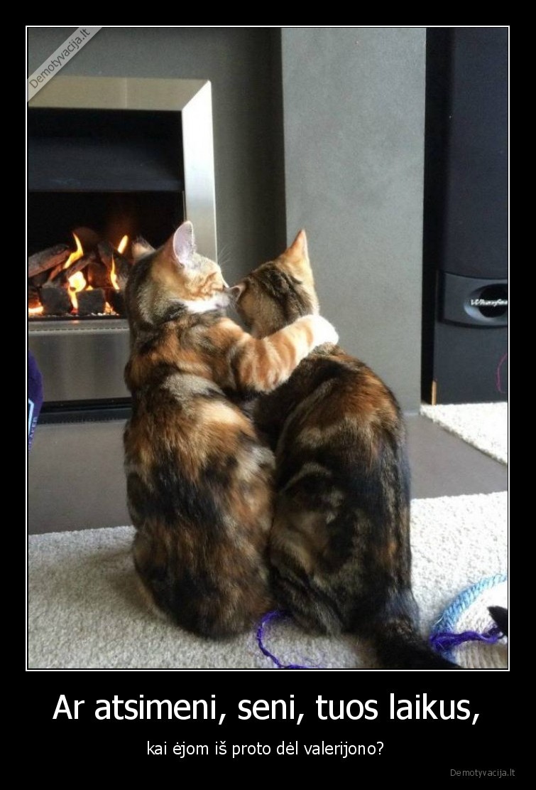 katinai,svaigsta,laikai,valerijonas