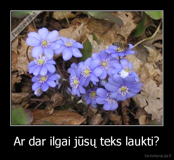 del,visko,kaltas,kubilius