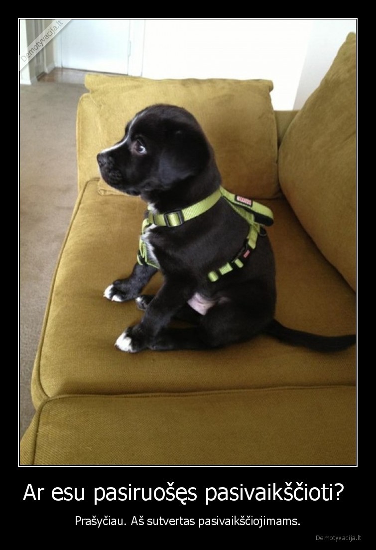 suniukas,suo,i, lauka,pasivaiksciojimas