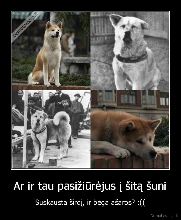 Ar ir tau pasižiūrėjus į šitą šuni