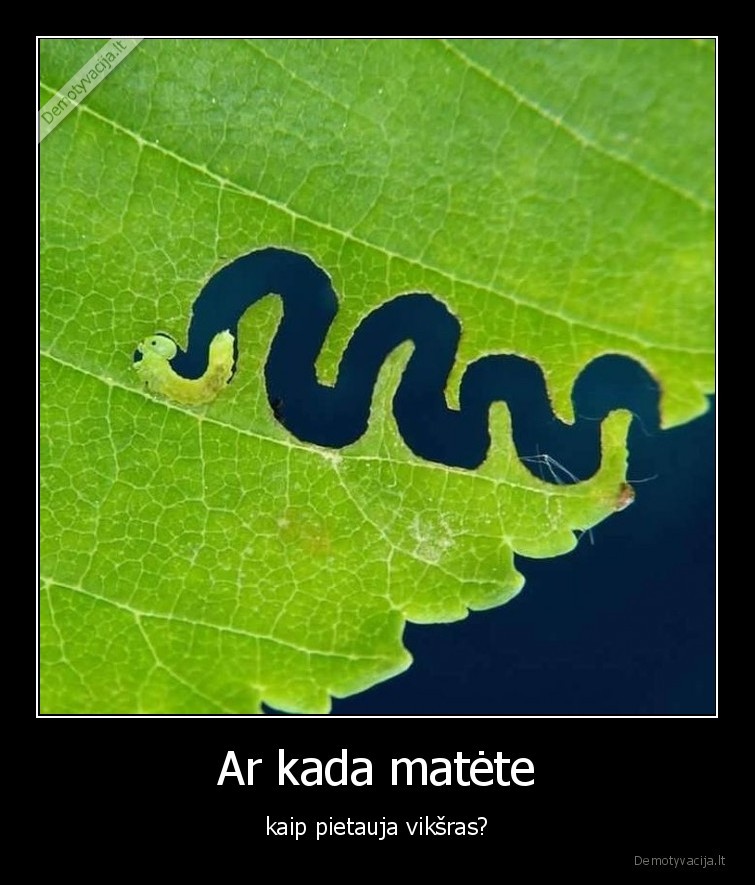 viksras,pietauja,gamta,lapas