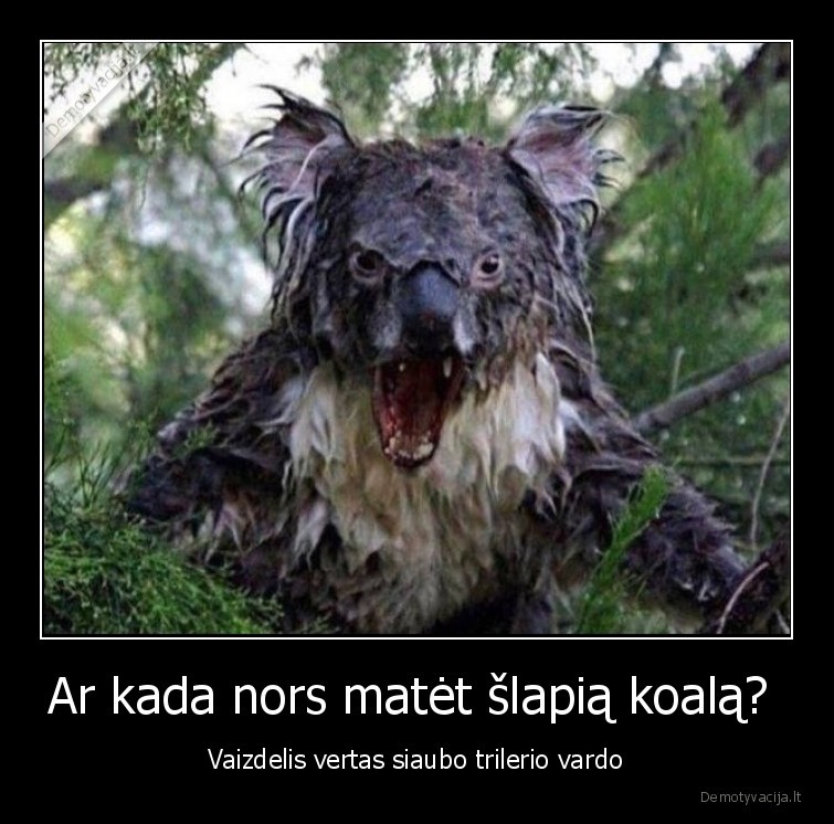 koala,slapia,baisu