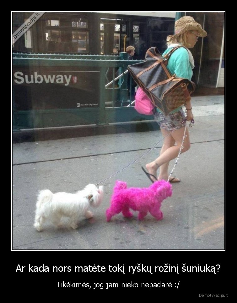 gyvunai,augintiniai,sunys,ryskus,rozinis,suniukas