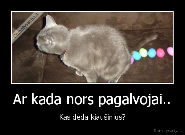 kate, juokingas, funny, kiausiniai