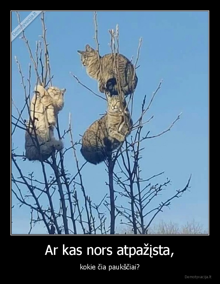 katinai,pauksciai,katinukai,katineliai,kates,medyje