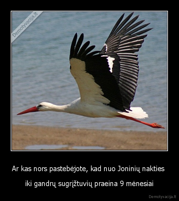 gandrai,dziaugsmai, arba, ne,jonines