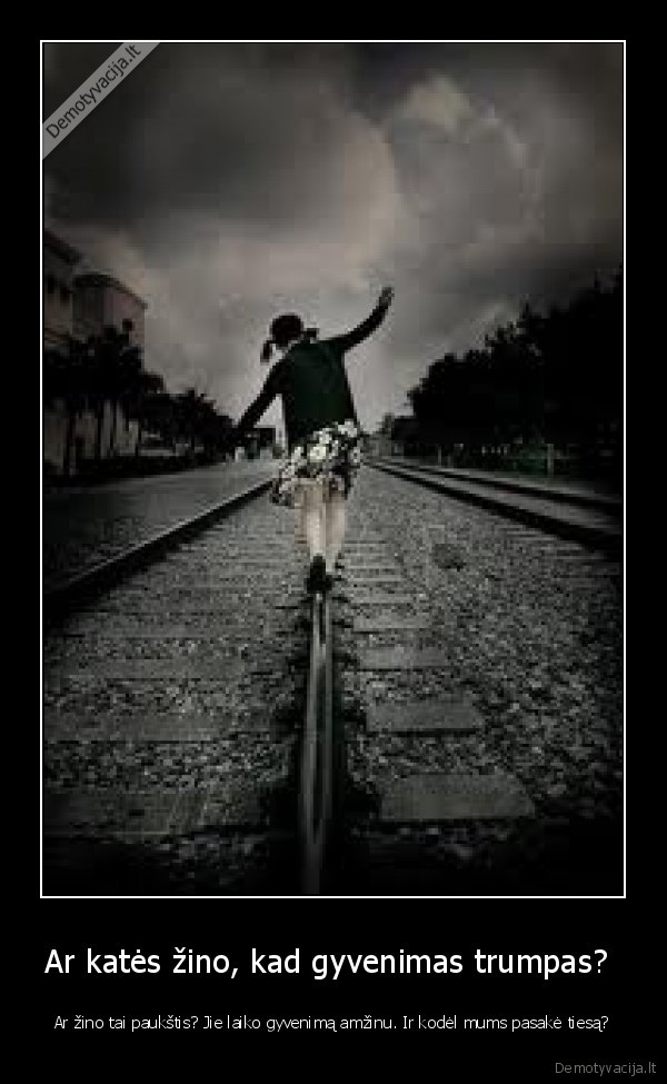 Ar katės žino, kad gyvenimas trumpas? 