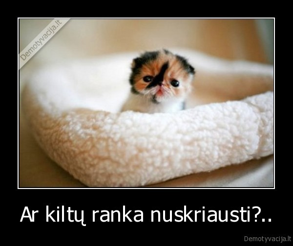 kaciukas,stiprybe,skriaudimas,gyvunu, teises,maziukas,mielas,fainuolis