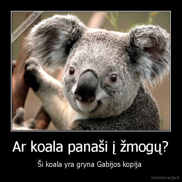 koala,zmogus