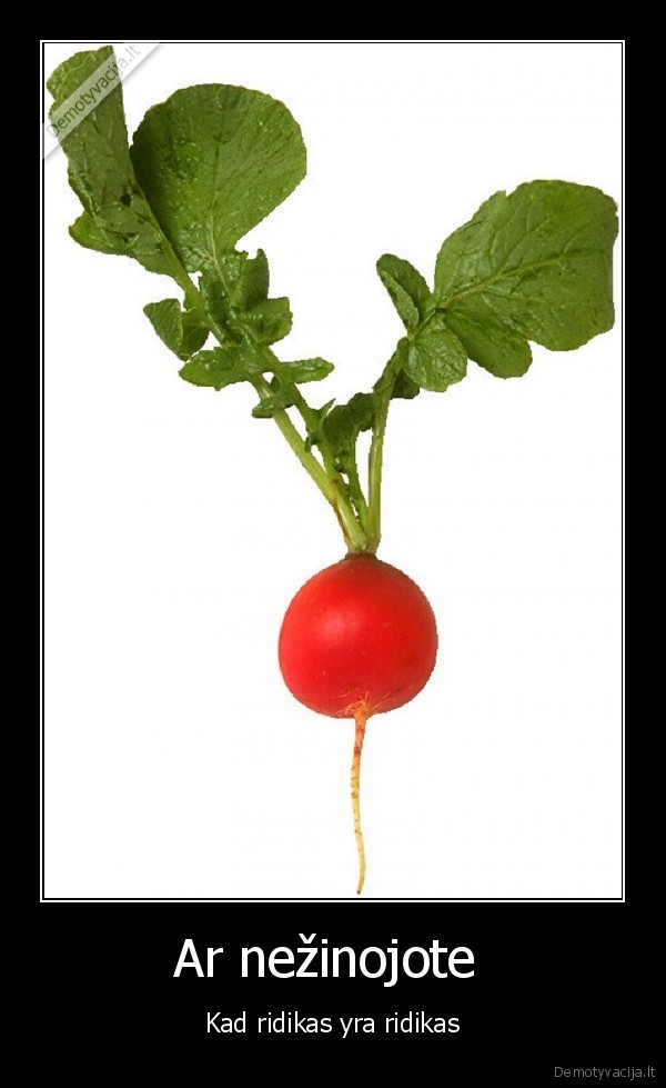 ridikas, durnas, autorius