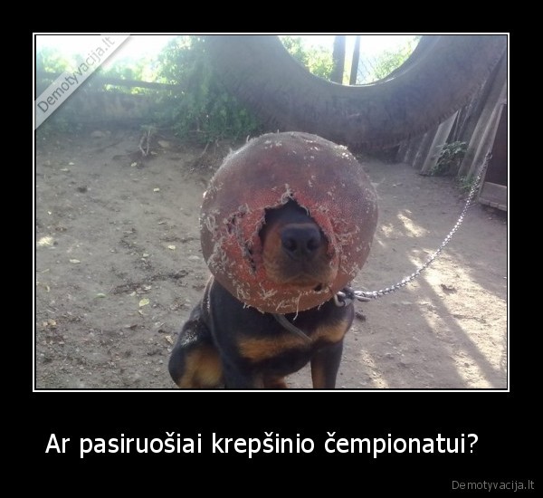 Ar pasiruošiai krepšinio čempionatui?  