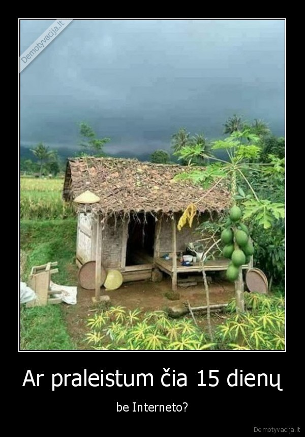 sala,internetas,tropikai