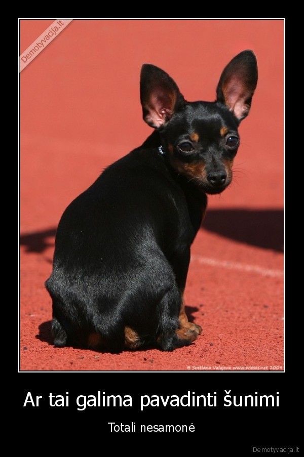 Ar tai galima pavadinti šunimi