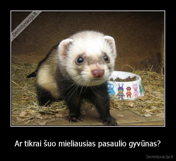 Ar tikrai šuo mieliausias pasaulio gyvūnas?