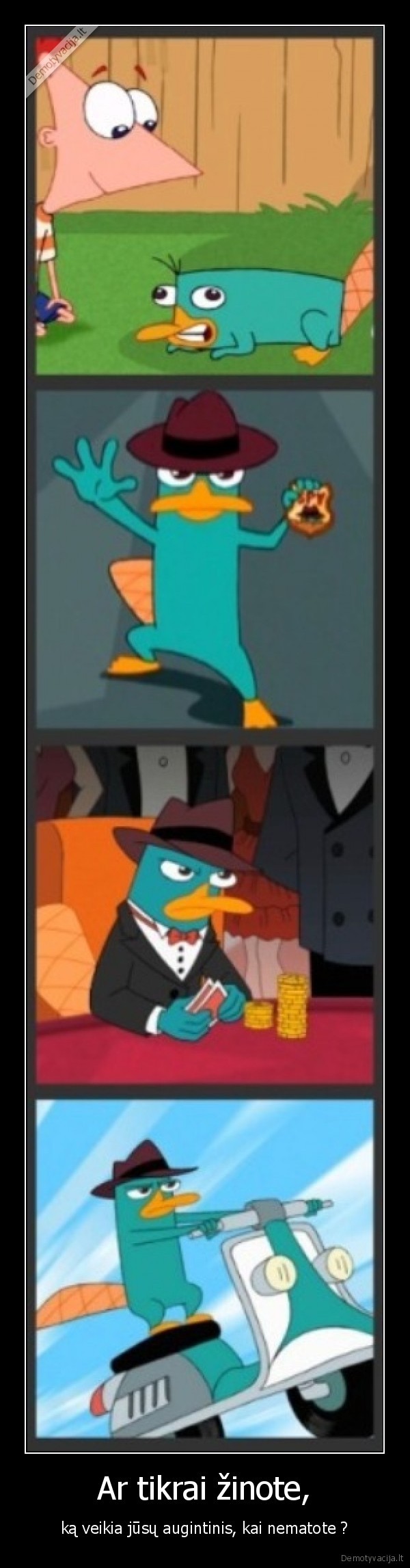 perry, the, platypus,pet,spy