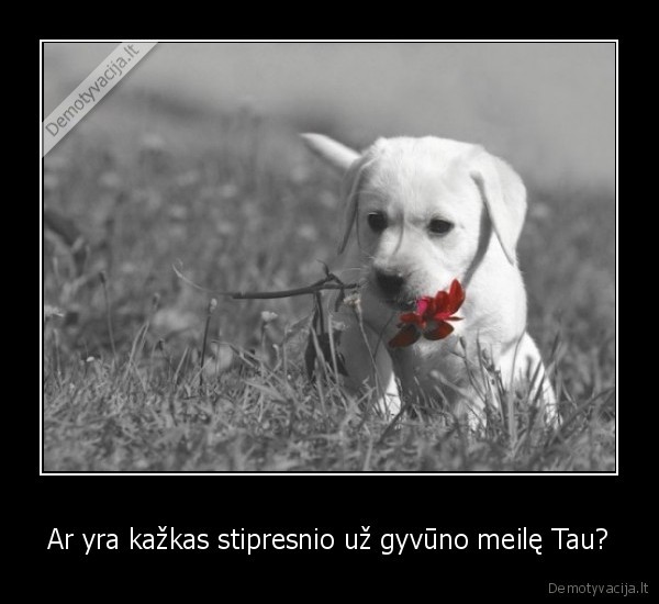 Ar yra kažkas stipresnio už gyvūno meilę Tau?